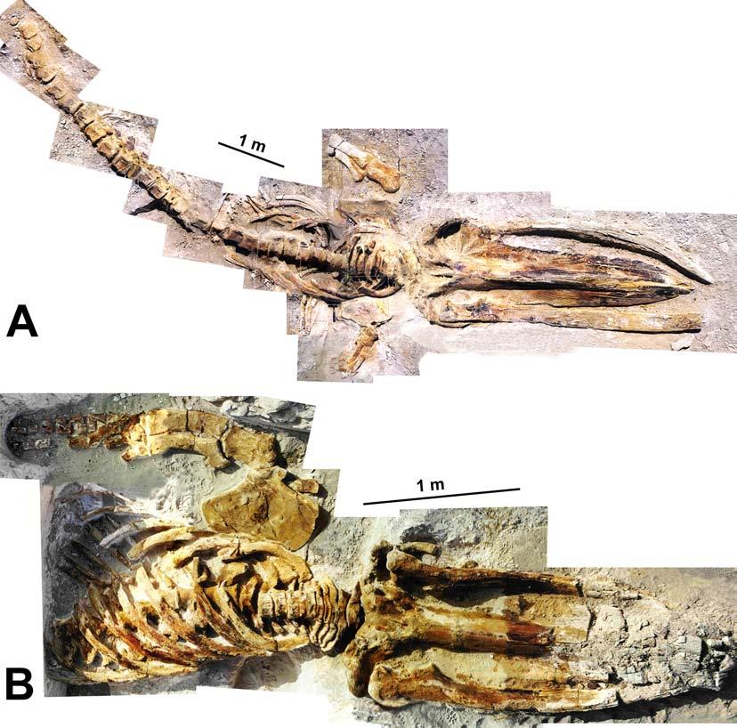 Figure 2. A: Whale skeleton WCBa-20. This fossil whale was complete and articulated.