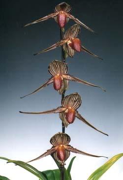 Paphiopedilum rothschildianum Beautiful seedling of this majestic species from Borneo.