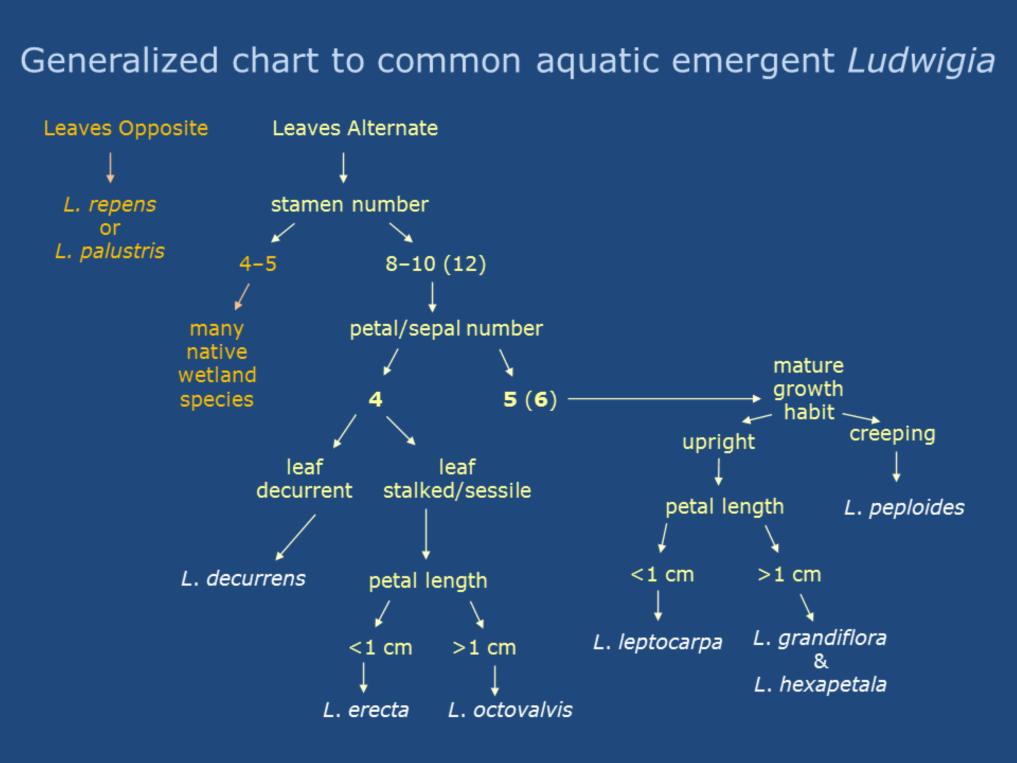 Use this flow chart as a general introduction to species identification of common Ludwigia occurring in territories of aquatic managers in