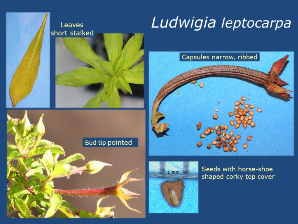 The flower buds of Ludwigia leptocarpa display a pointed tip. Once fertilized, its ovary forms narrow capsules with ribs They are smaller than the capsules of L.
