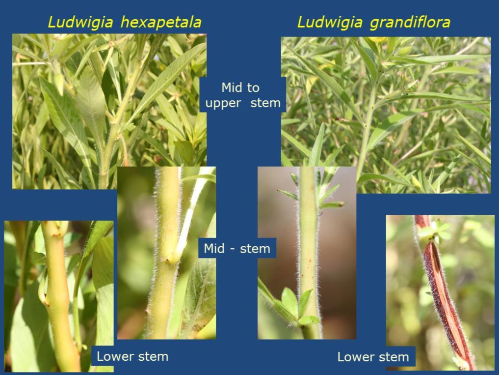 Leaves attached at the mid to lower portions of upright stems best represent the mature leaf shape. species will have hairs, but the hairs are usually more dense on L. grandiflora.