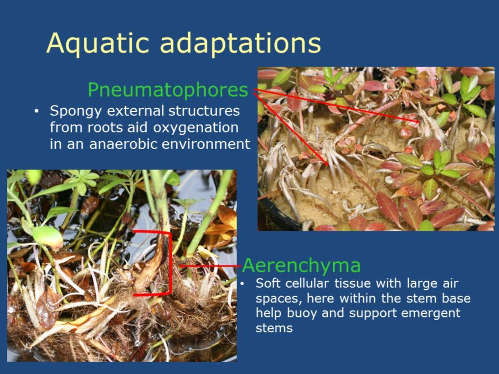 Special aquatic adaptations for oxygenation in an anaerobic environment.
