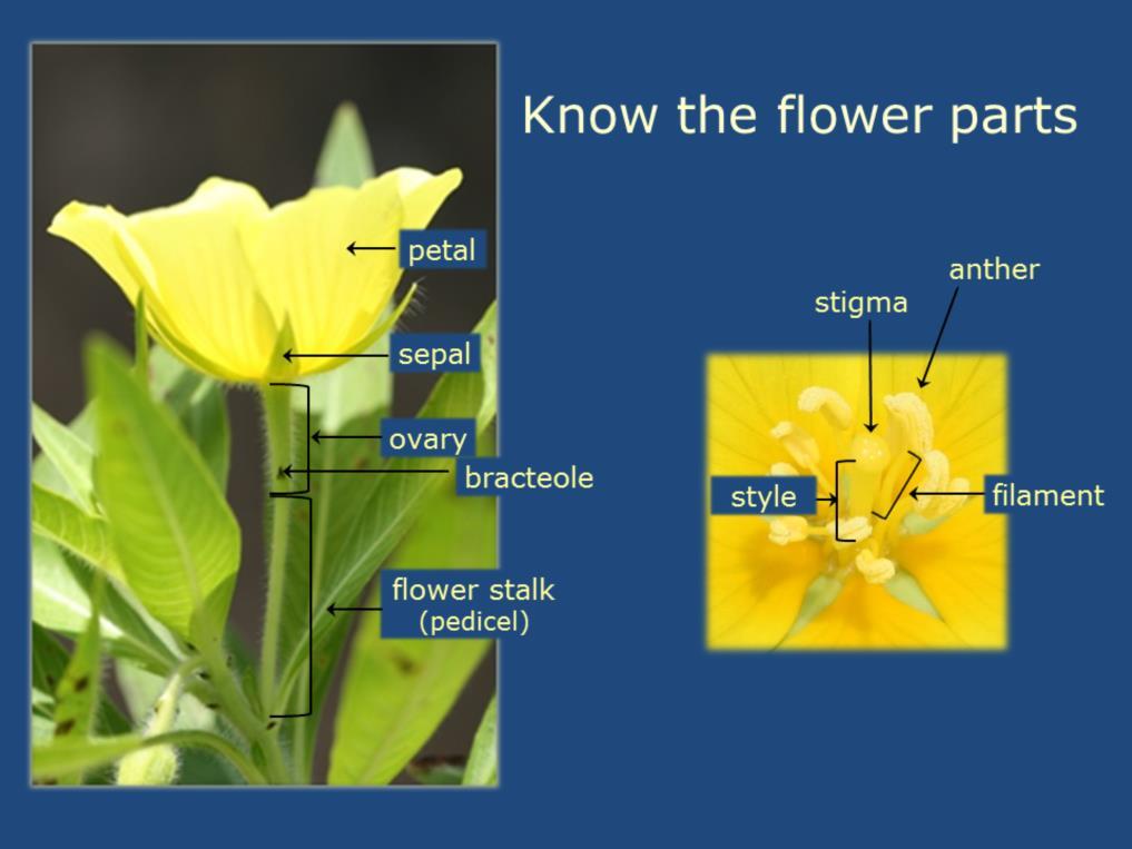 Interpret the flowers by knowing their parts. First review the names needed for knowing the flowering plants.
