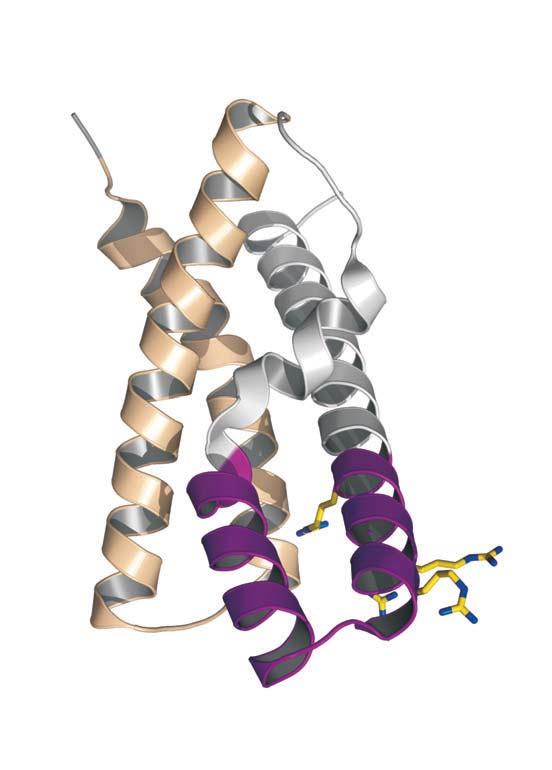 NATUREjVol 456j18/25 December 2008 a Ion channels Enzymes H + pores Paddle Pore motif domain domain Out In b 3 4 2 1 K +, Na +, Ca2+ Catalytic H+ domain Figure 1 Types of membrane proteins that