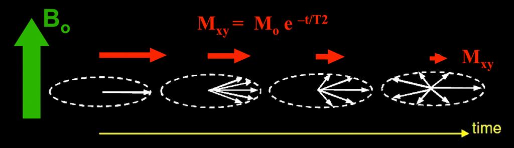 Transverse relaxation (T 2 ) In reality only the spins that are