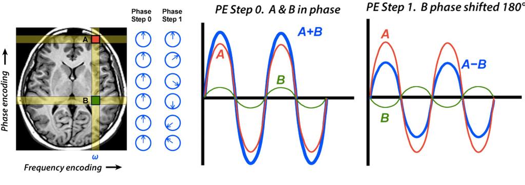 Phase encoding We use another gradient G p for the last direction (i.e. y) We measure the sum of protons which all have the same frequency we use several measures with different phase shifts!