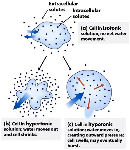 Osmosis: Movimiento de agua a través de una membrana