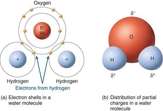 Polarity and hydrogen bonding Water is a bent molecule - because