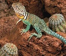 collared lizard Semideserts Semideserts are often located between hot, dry deserts and grasslands or woodlands.