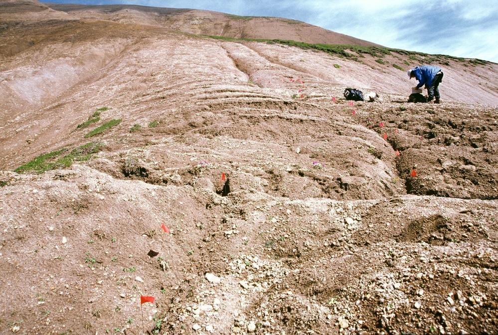 http://quake.wr.usgs.gov/research/seismology/alaska/ View north of a small, dry rill (delineated with orange flags) offset a total of 2.7 +0.9-0.34m along the Denali fault.