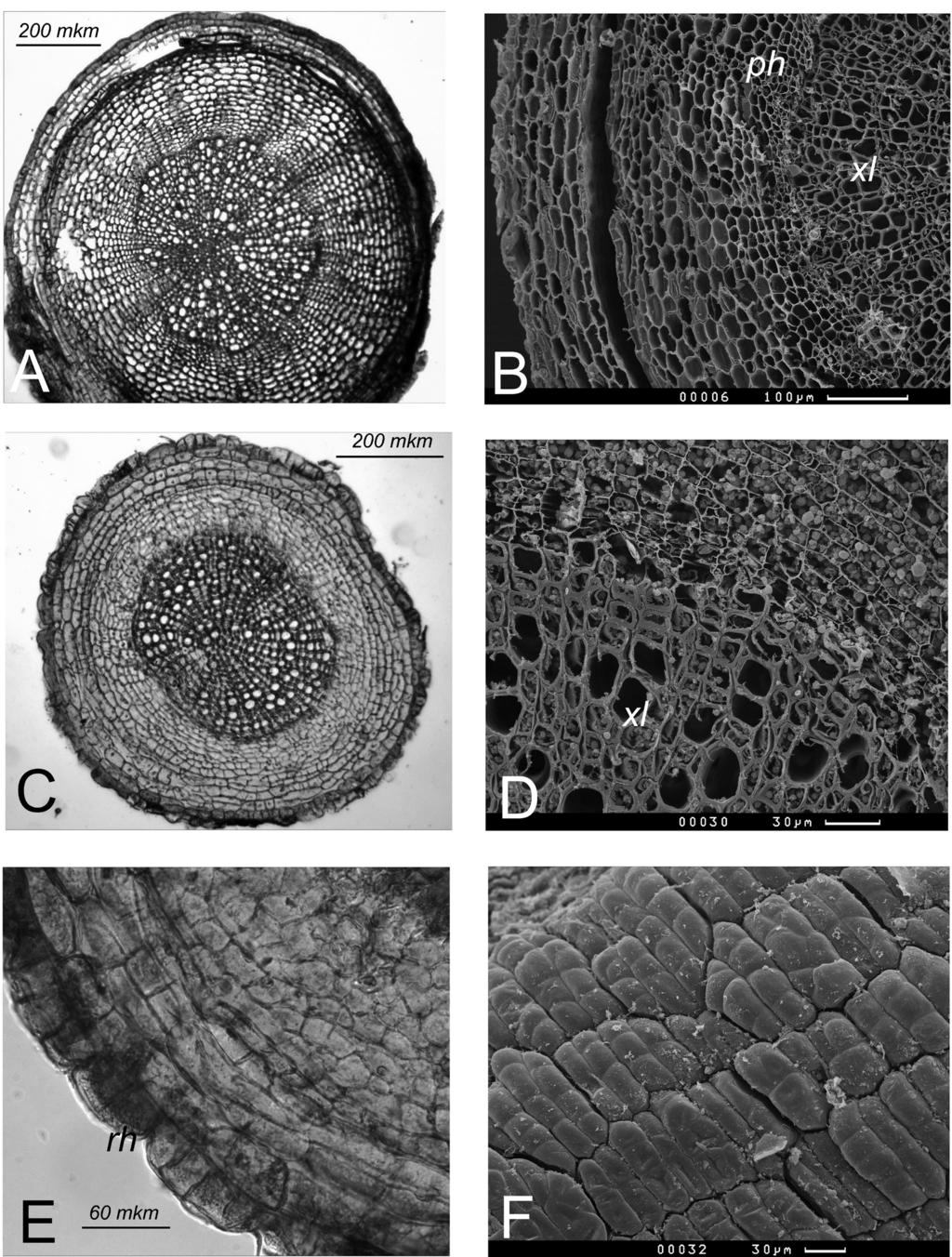 Turczaninowia 20 (1): 107 117 (2017) 111 Fig. 2. Root anatomy of Bartsia alpina and Castilleja lapponica. A cross section of B. alpina root; B exodermis and cortex in B.