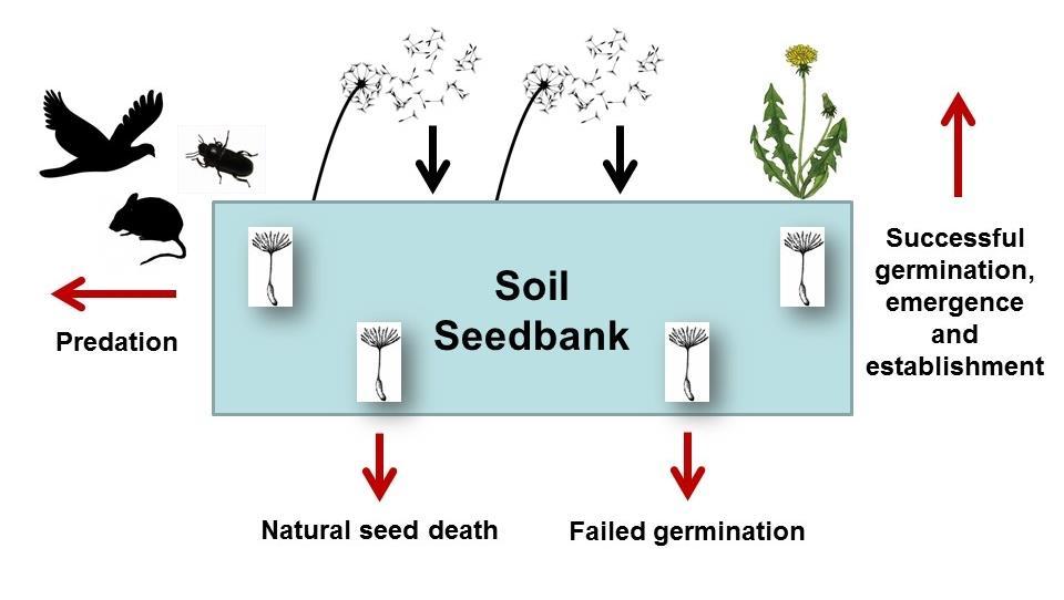 The soil seed bank Timing of emergence is determined