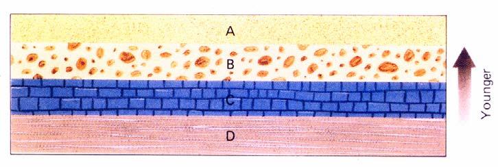 Bedding and unconformities: All sedimentary rocks are characterized through