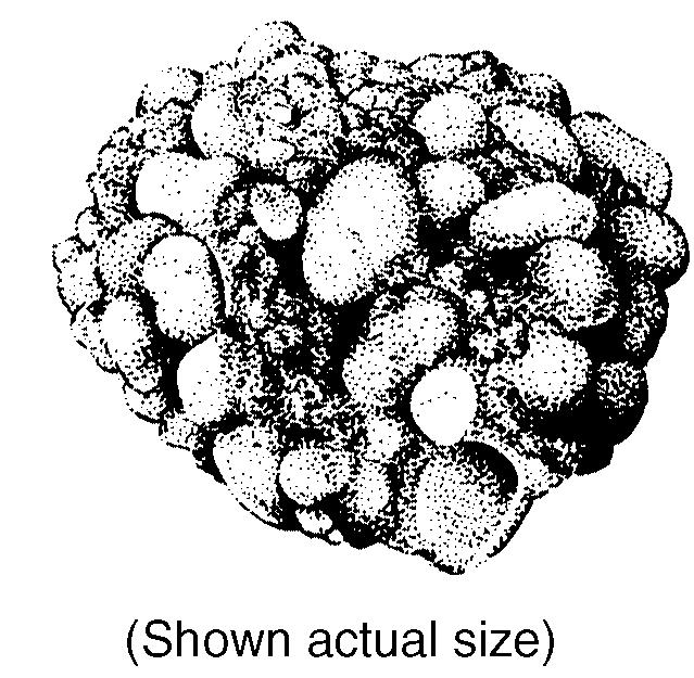 32. The diagram below shows a sedimentary rock sample. Which agent of erosion was most likely responsible for shaping the particles forming this rock?