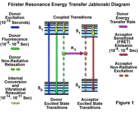FRET Forster resonant energy transfer