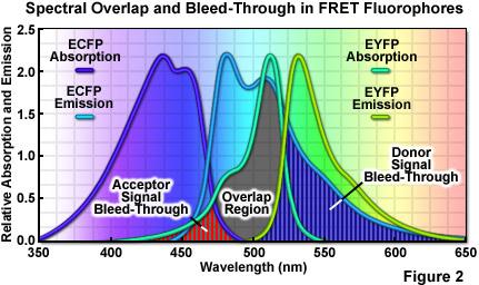 FRET Bleedthrough and artifacts Acceptor emission: How much is acceptor directly excited