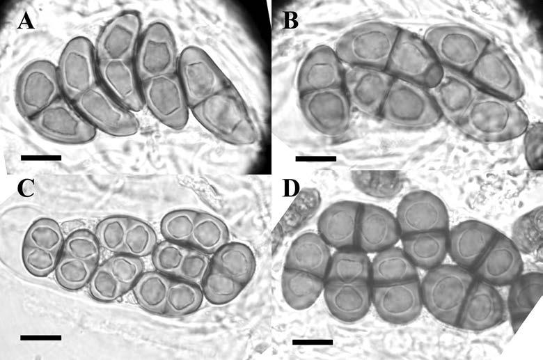 128 Herzogia 25 (2), 2012 Fig. 2: Comparison of the Teichophila-type ascospores of Rinodina buckii (Tønsberg 22507) and Pachysporariatype I ascospores of R. willeyi (Lendemer 32335).