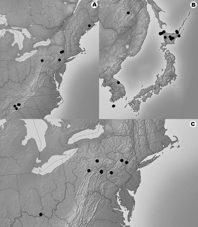 Sheard et al.: Further contributions to the genus Rinodina 129 Fig. 3: Geographic distributions of Rinodina buckii, North America (A), East Asia (B) and Rinodina bullata (C).