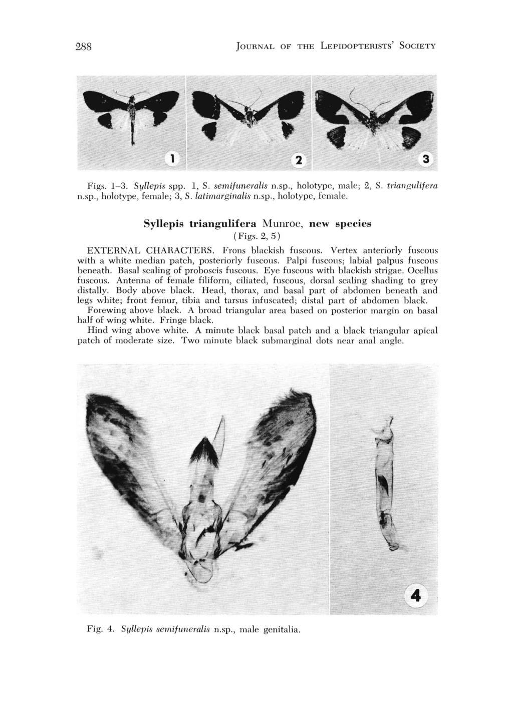 288 JOURNAL OF THE LEPIDOPTEHISTS' SOCIETY Figs. 1-3. Syllepis spp. 1, S. semifuneralis n.sp., holotype, male; 2. S. triangulifera n.sp., holotype, female;