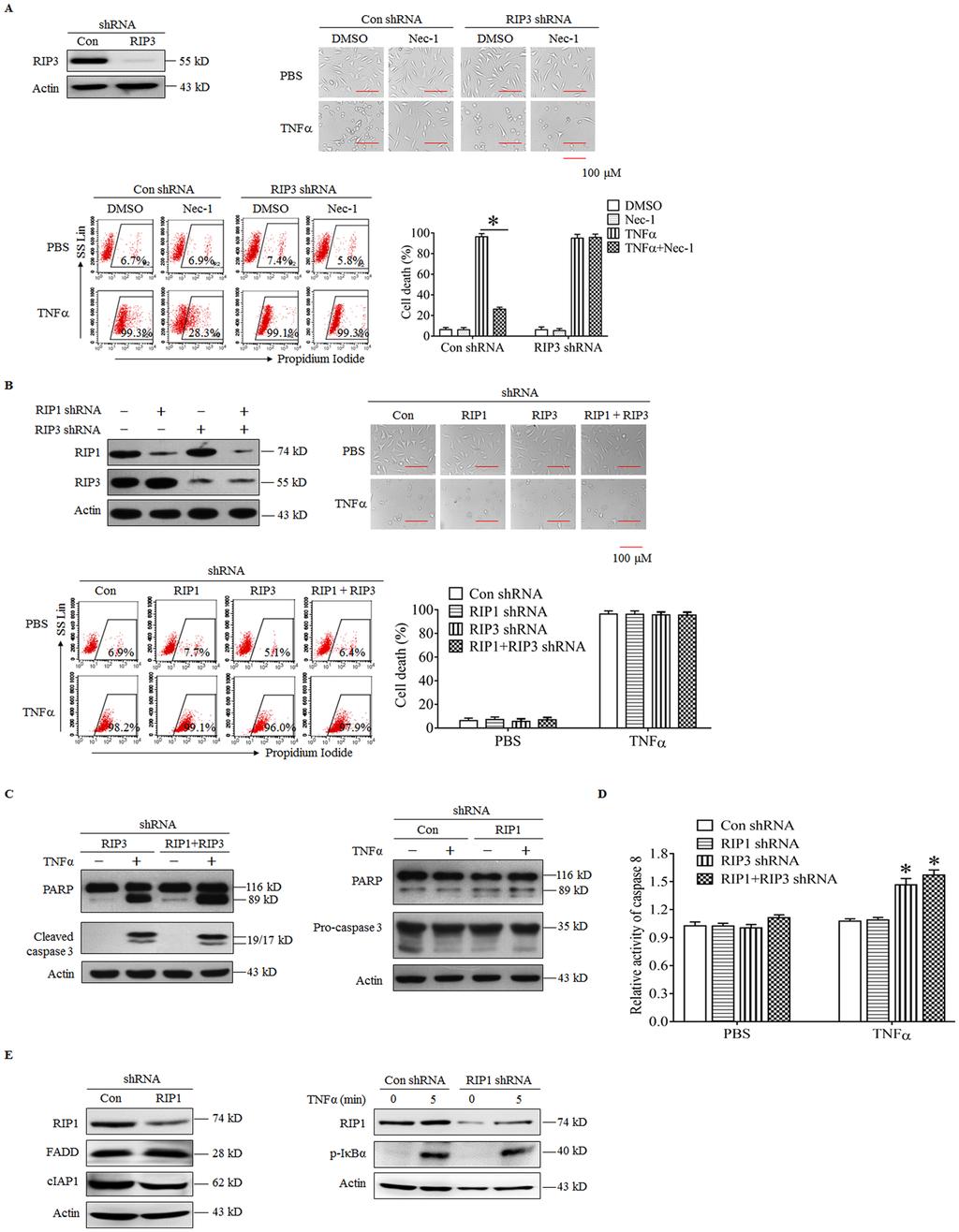 www.nature.com/scientificreports/ Figure 2. RIP1 does not mediate TNFα-induced apoptosis in RIP3 knockdown L929 cells. (A) Nec-1 does not block the TNFα-induced death of RIP3 knockdown L929 cells.