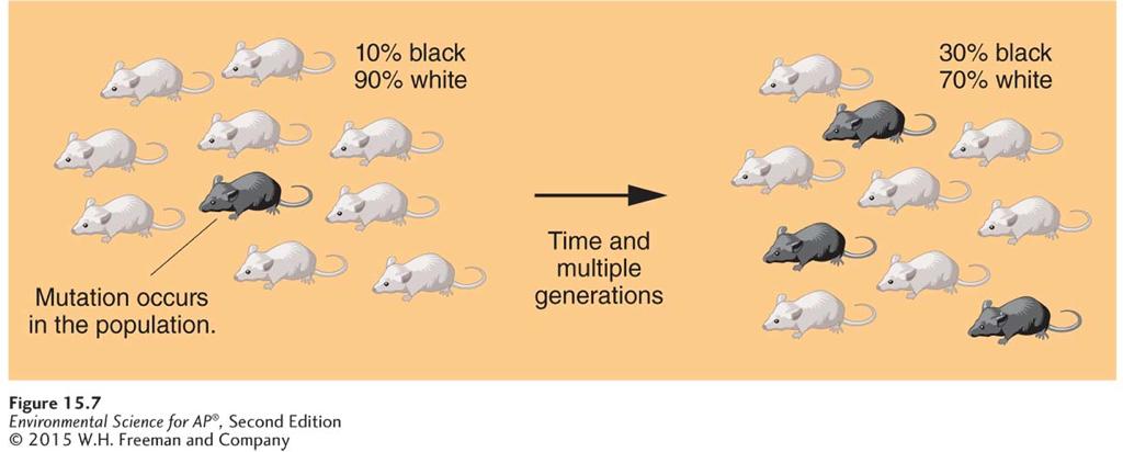 Mutation As the number of mutations accumulates in a population over time, evolution occurs.