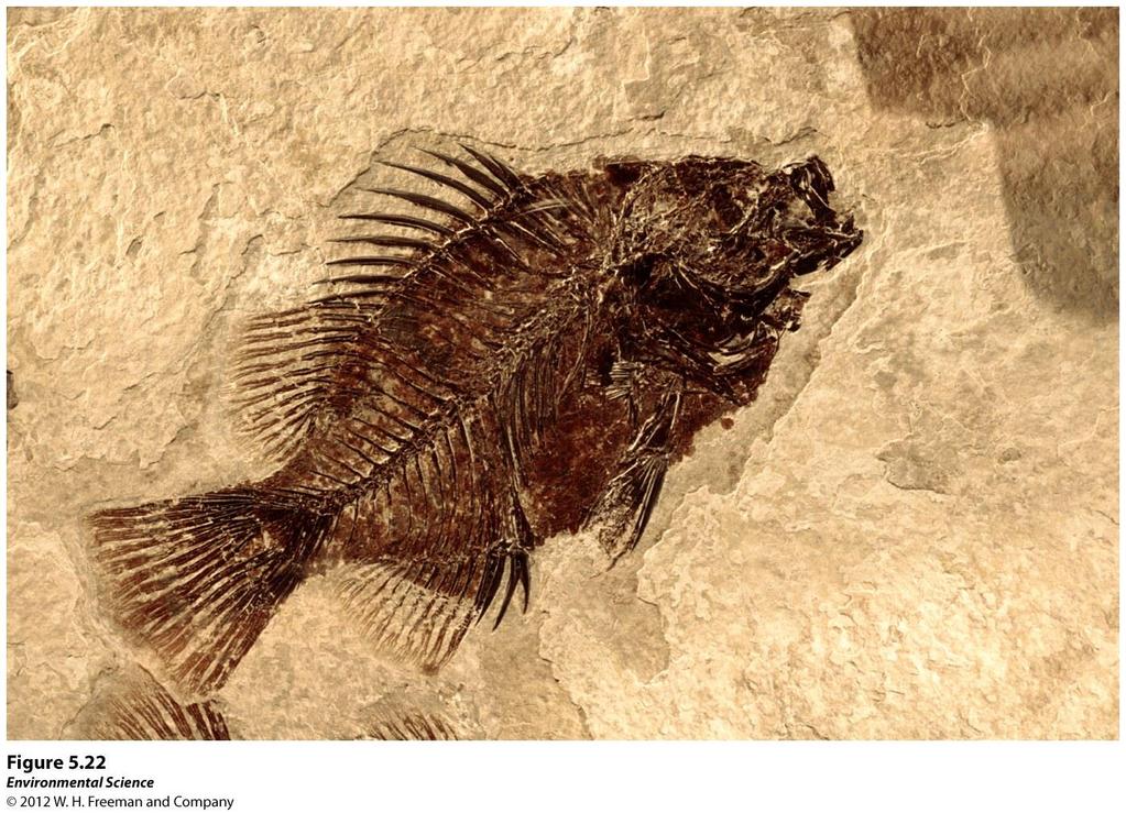 The Fossil Record Fossils the organic remains of organisms have been preserved by being