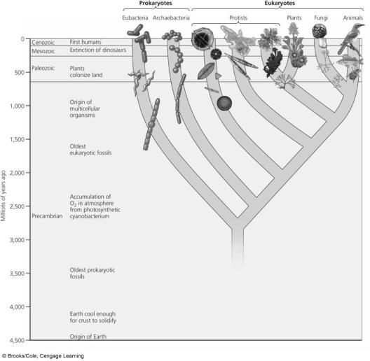 Six Major Kingdoms of Species as a Result of Natural Selection Eubacteria Prokaryotes Archaebacteria Protists Eukaryotes Plants Fungi Animals 0 Cenozoic First humans Mesozoic Extinction of dinosaurs