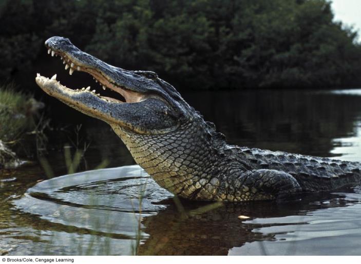Core Case Study: Why Should We Care about the American Alligator?