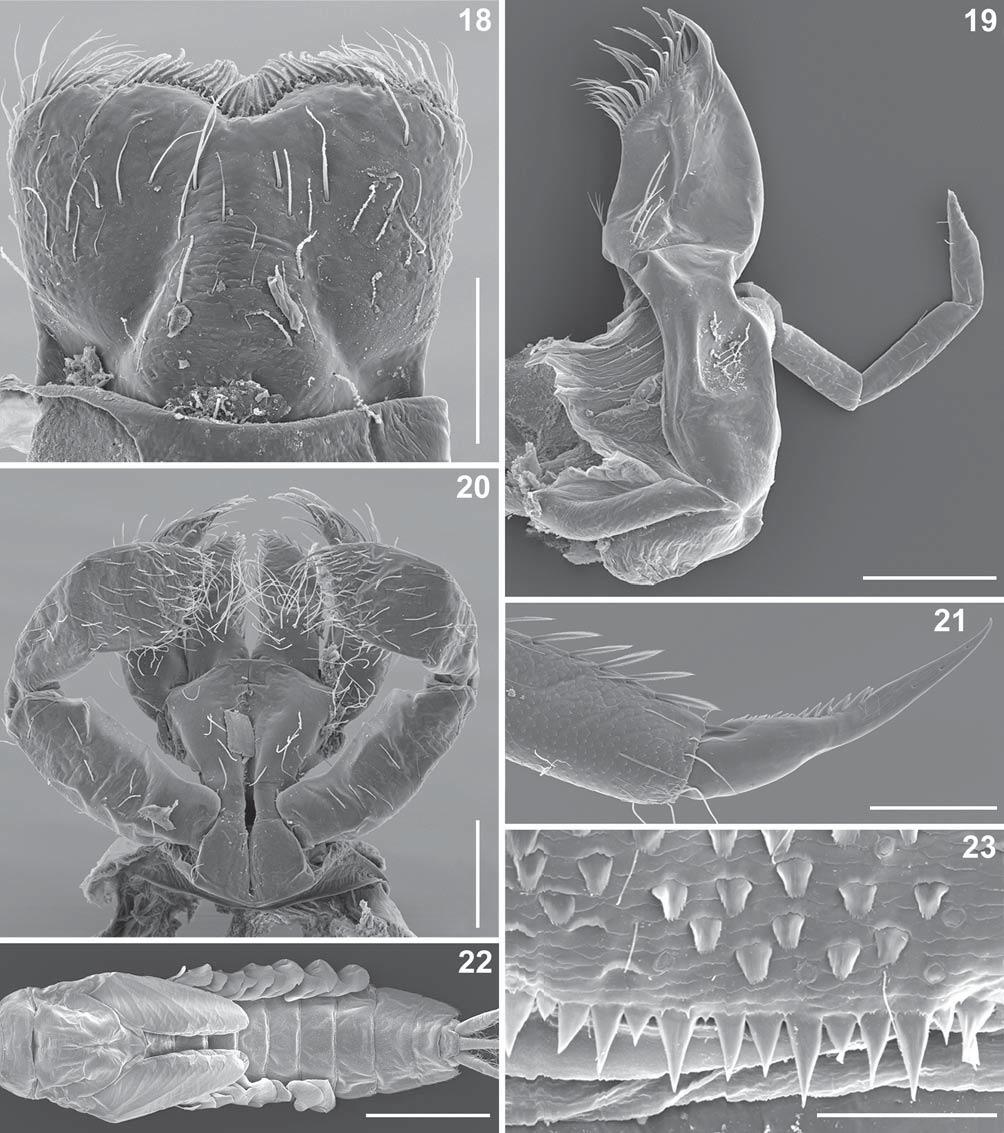 80 STUTTGARTER BEITRÄGE ZUR NATURKUNDE A Neue Serie 4 Figs. 18 23. Cloeon sp., larva 18. Labrum (anterior view). 19. Left maxilla (posterior view). 20. Prementum of labium (posterior view). 21.