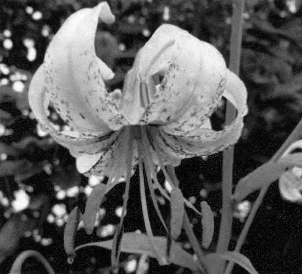 9 (b) Fig. 4.2 shows a flower of Lilium polyphyllum, a lily that grows in the Himalayan mountains. This species is cross-pollinated by insects. Fig. 4.2 (i) Explain what is meant by cross-pollination.