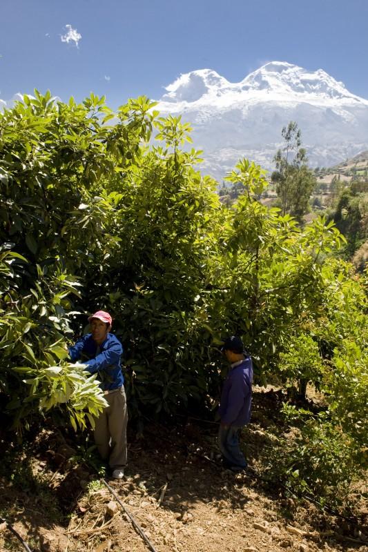 Life in the Ancash Region The majority of people in Ancash are farmers. They mainly grow potatoes, supplemented with fruit such as Avocadoes.