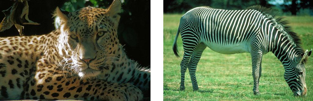 H. G. Othmer et al. The intersection of theory and application in developmental biology Figure 1: Patterning at various levels. Top: The leopard and the zebra.