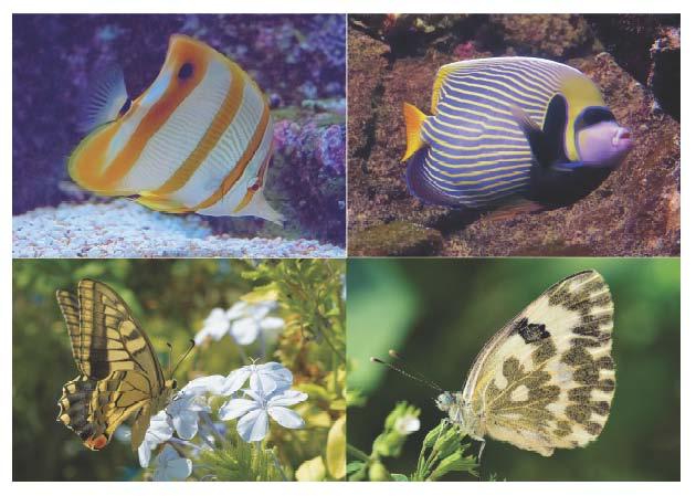 Figure 13: Examples of pigmentation patterns in fish and butterflies.
