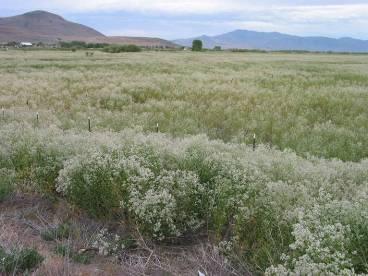 Perennial pepperweed is becoming the #1 weed problem in much of