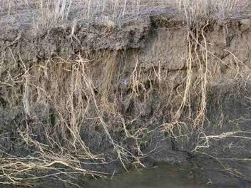 creeping root system Sodic soils with