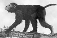 omomyids, from which the anthropoids arose (new world monkeys, old world monkeys, and homonoid forms) Emergence of Anthropoid Group From Omomyids By the Oligocene