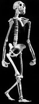 First human-like ancestor = 4Ma morphological trends Ape-like ancestors to Australopithecines: Pelvis