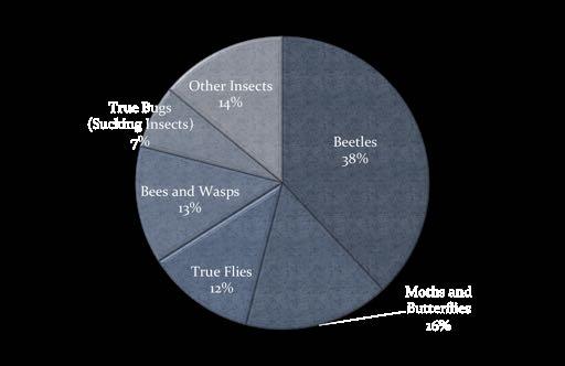 Insect Diversity Number of known insect species: ~ 920,000 1 out of every 4 animals