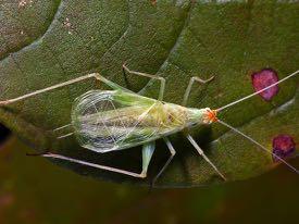 Grasshoppers, crickets, katydids!
