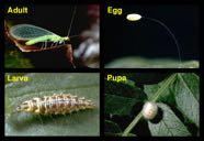 ! Green and Brown Lacewings,