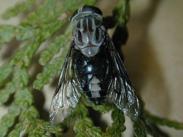 Diptera (Continued)