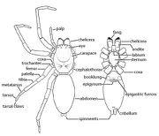 ! (Non-insect) arthropods! 2 Body regions! 8 legs!