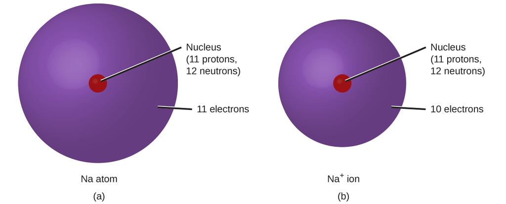 OpenStax-CNX module: m61747 2 Figure 1: (a) A sodium atom (Na) has equal numbers of protons and electrons (11) and is uncharged.