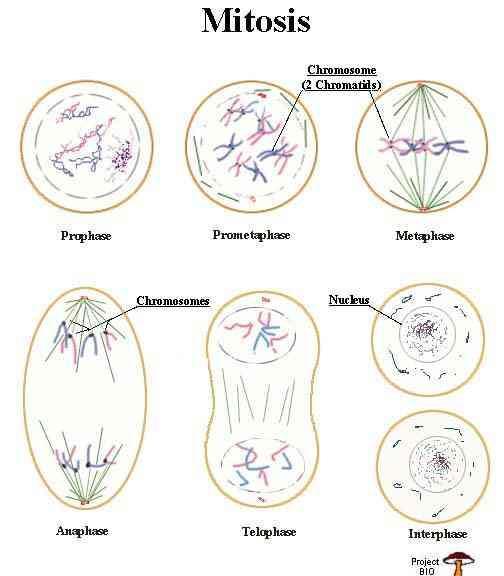 Meiosis Cell Theory All living things are made of cells; cells are the smallest structure of living things that can perform the processes necessary for