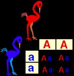 Punnett Square Purebred: Tow of the same alleles whether dominant or recessive (TT or tt) Hybrid: both a dominant and