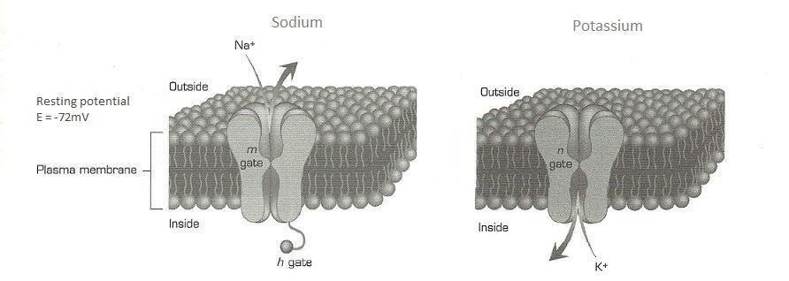 Figure 4.4. Sodium and Potassium gates at the resting potential [4] 4.3.