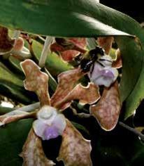 bicolor has also been considered as doubtfully distinct from Vanda tessellata (Roxb.) Loddiges, by Motes (1997).