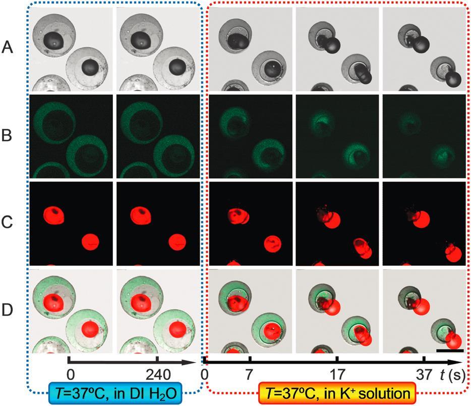 Fig. 8 CLSM images of K + -recognition squirting release behaviors of poly(nipam-co- AAm-co-B 15 C 5 Am) microcapsules when the environmental solution is changed from DI water to 0.
