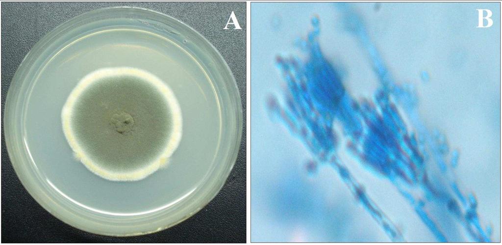 Bhaskara Rao K.V. et al Arch. Appl. Sci. Res., 2010, 2 (6):161-167 Penicillium sp. colonies appeared as velvety and sulcate with green color on PDA medium plates.