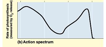 Collectively, these photosynthetic pigments determine an overall action spectrum for photosynthesis. Similar to the last graph?